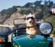 WhistleGPS, uma coleira com GPS que funciona com iOS e Android, para seu cachorro