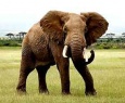 Elefante pisa em HTC Desire EYE neste teste bizarro de resistência