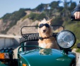 WhistleGPS, uma coleira com GPS que funciona com iOS e Android, para seu cachorro
